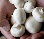 Monaghan Mushroom Farm
